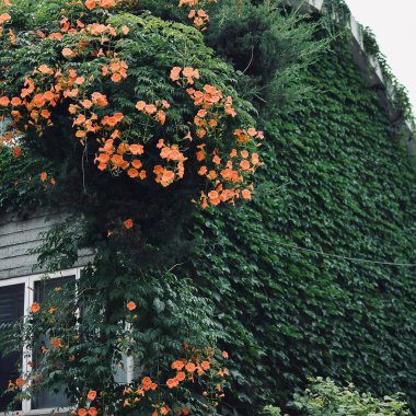 Bahçede yeşil yapraklar