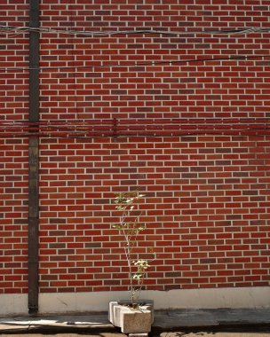 Pencereli tuğla bir duvar