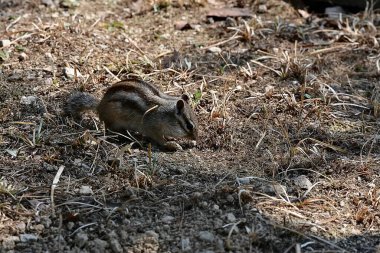 Ormandaki sevimli küçük sincap..