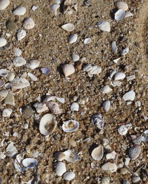 Kumsalda deniz kabukları ve deniz kabukları