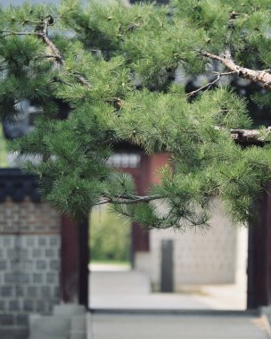 Doğanın güzel manzarası