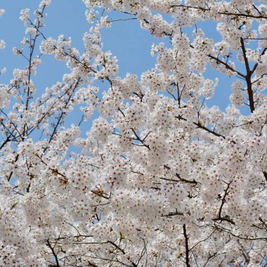 Japonya kiraz ağacı.