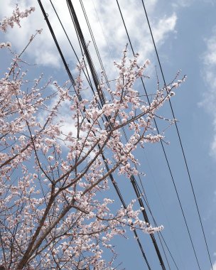 Japonya 'da kiraz çiçeği