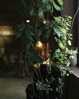 Güzel botanik fotoğrafı, doğal duvar kağıdı.