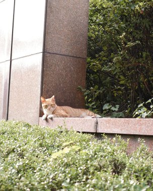 Kedi sokakta oturuyor.