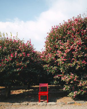 Parkın güzel manzarası