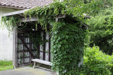 Yeşil bitkiler ve çiçekler