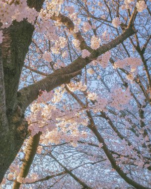 Bahçede güzel bahar çiçekleri