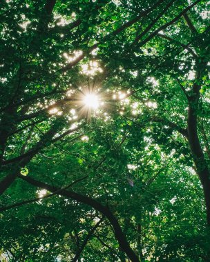 Ormanda yeşil yapraklar