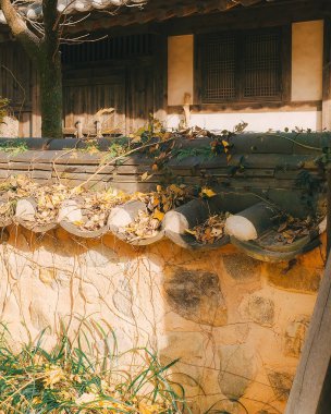 Güzel botanik fotoğrafı, doğal duvar kağıdı.