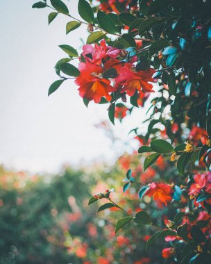 Bahçedeki güzel çiçekler