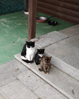 Kedi sokakta oturuyor.