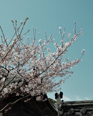 Bahçede güzel bahar çiçekleri