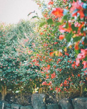 Güzel botanik fotoğrafı, doğal duvar kağıdı.