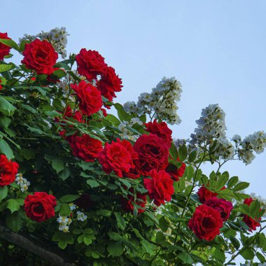 Mavi arkaplanda kırmızı güller