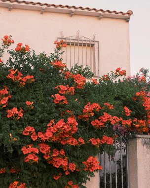 Bahçedeki güzel çiçekler