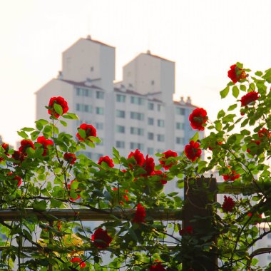 Bahçedeki kırmızı çiçekler