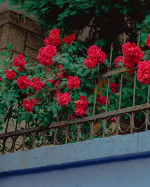 Bahçede güzel kırmızı güller