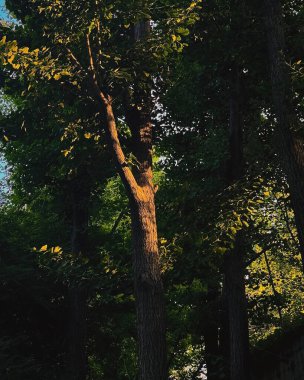 Parkta yeşil yapraklar