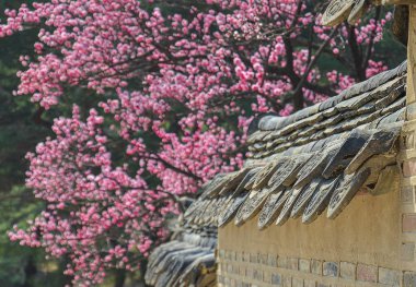 Bahçede kiraz çiçekleri