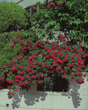 Bahçedeki güzel çiçekler