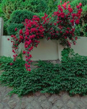 Bahçedeki güzel çiçekler