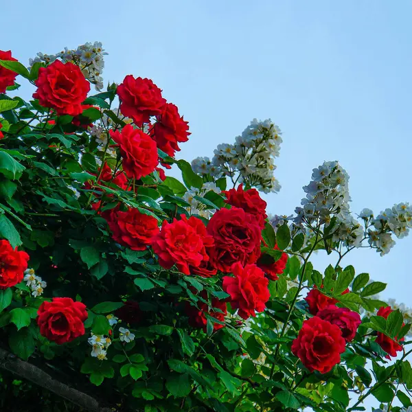 Mavi arkaplanda kırmızı güller