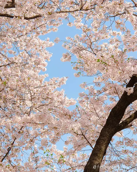 Kiraz çiçekleri ve Japonya