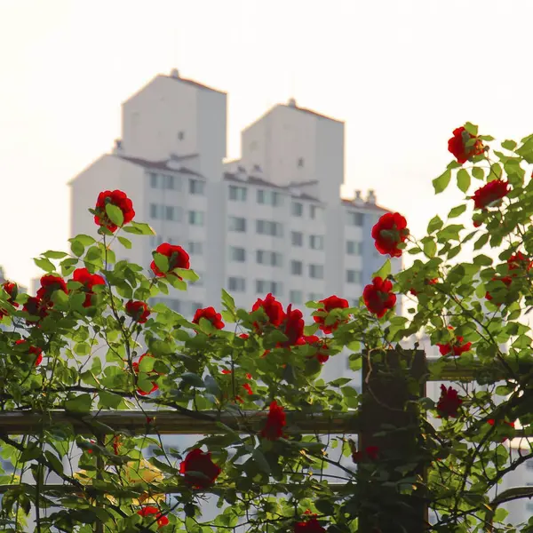 Bahçedeki kırmızı çiçekler