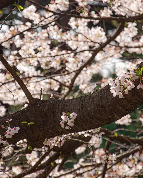 Japonya 'da kiraz çiçeği