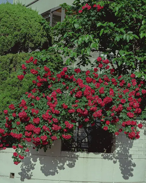 Bahçedeki güzel çiçekler