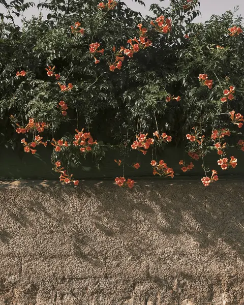 kırmızı gelincik çiçekleri ve yerde yapraklar