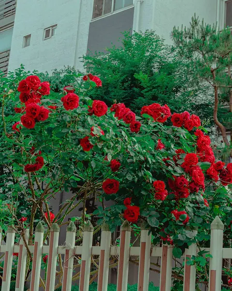 Bahçedeki güzel çiçekler