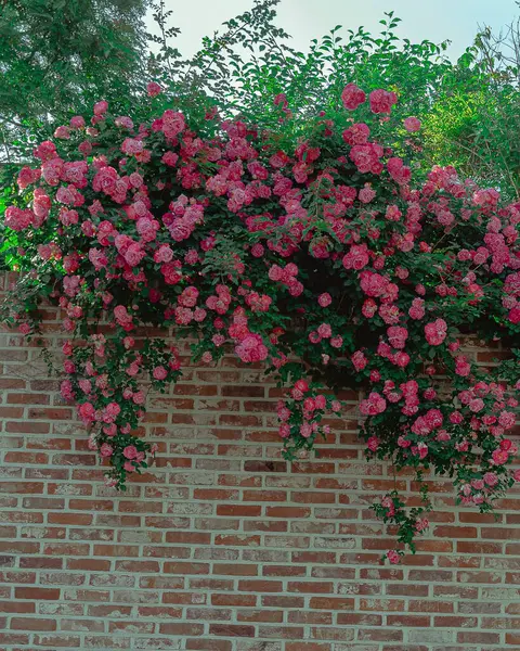 Bahçedeki güzel çiçekler