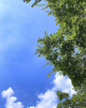 Ormanın güzel manzarası