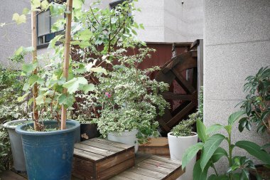 Bahçede yeşil yapraklar