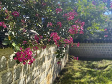 Bahçedeki güzel çiçekler