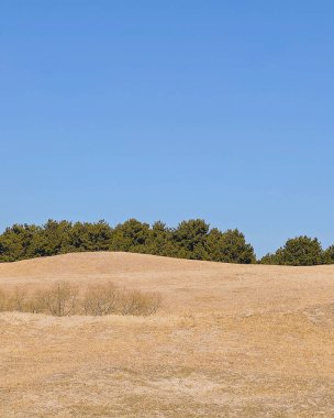 Yeşil ve sarı ağaçların tarlaları