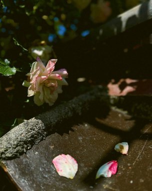 Tahta bir yüzeyde, bulanık bir arkaplanı olan güzel beyaz bir gülün dikey görüntüsü.