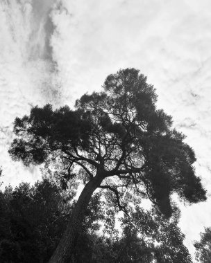 Ormandaki ağaç dalları, doğa bitki örtüsü