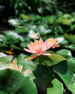 Gölette nilüfer çiçeği, flora