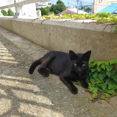 Yerde yatan kara kedi.