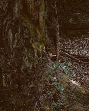 Ormandaki ağaç gövdesi