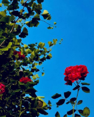 Bahçede güzel kırmızı güller