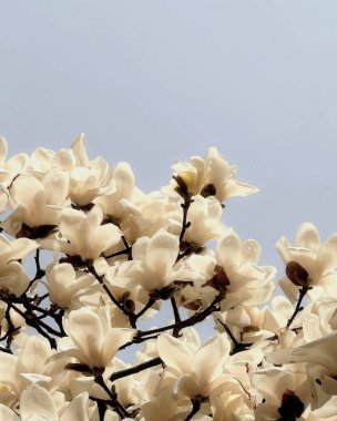 Güzel botanik fotoğrafı, doğal duvar kağıdı.