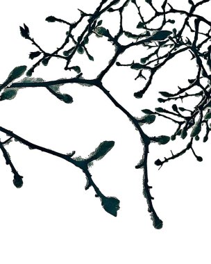 Ağaç dalları, bitki örtüsü.