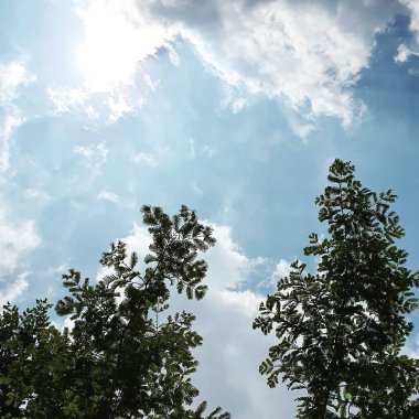 Ormanın güzel manzarası