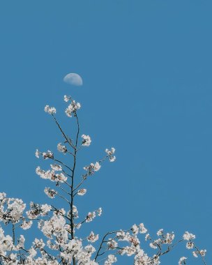 Güzel botanik fotoğrafı, doğal duvar kağıdı.