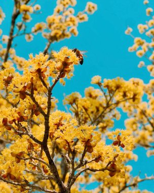 Güzel botanik fotoğrafı, doğal duvar kağıdı.