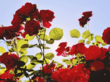 Bahçede güzel kırmızı güller